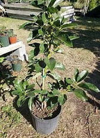 Grafted Mexicola Grande Avocado Tree 2-4FT Tall