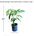Malika Dwarf Cold Hardy Grafted Mango Tree, 2-4 Feet Tall