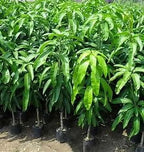 Malika Dwarf Cold Hardy Grafted Mango Tree, 2-4 Feet Tall