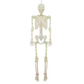 Light-Up LED Poseable Skeleton, Multicolor, 5', Halloween by Way To Celebrate