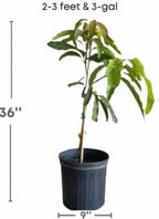 Malika Dwarf Cold Hardy Grafted Mango Tree, 2-4 Feet Tall