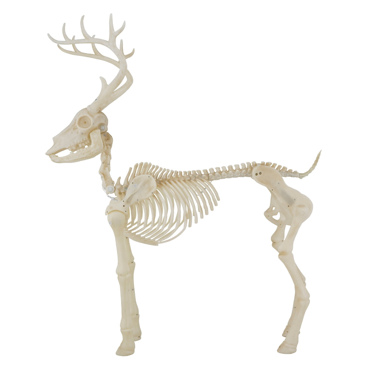 Light-Up Deer Skeleton Decoration, Ivory, 60", Halloween by Way To Celebrate